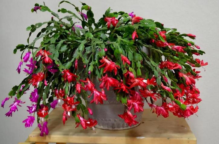 3款花期长易爆盆植物，居家盆栽好养又美！