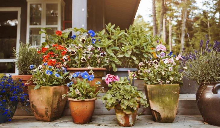 3款花期长易爆盆植物，居家盆栽好养又美！