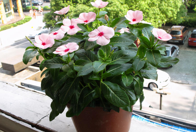 3款花期长易爆盆植物，居家盆栽好养又美！