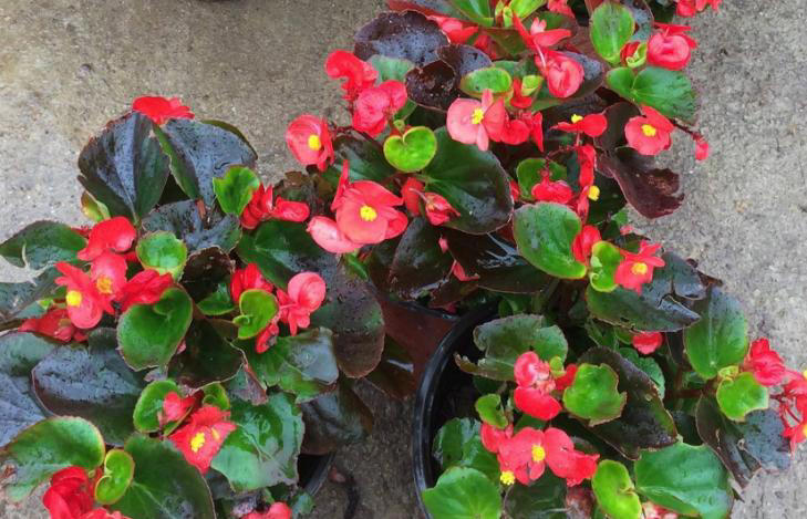 3款花期长易爆盆植物，居家盆栽好养又美！