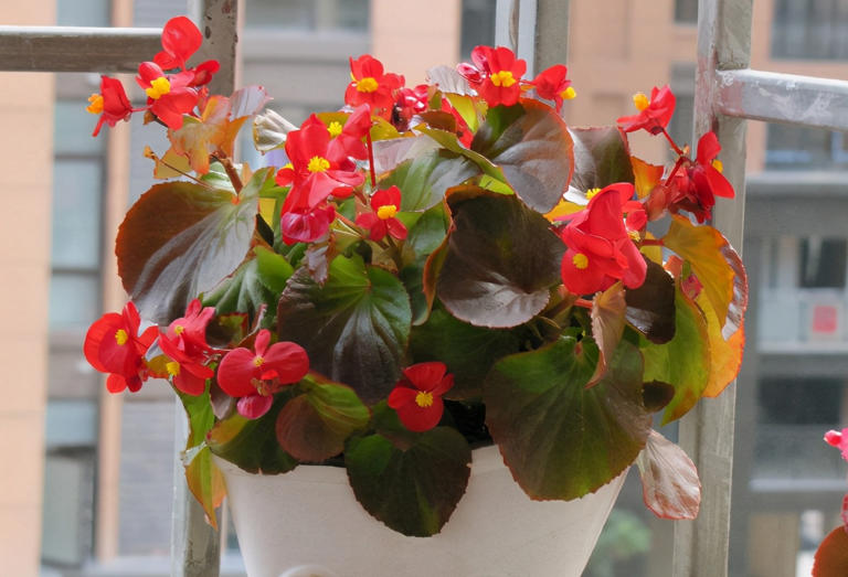 3款花期长易爆盆植物，居家盆栽好养又美！