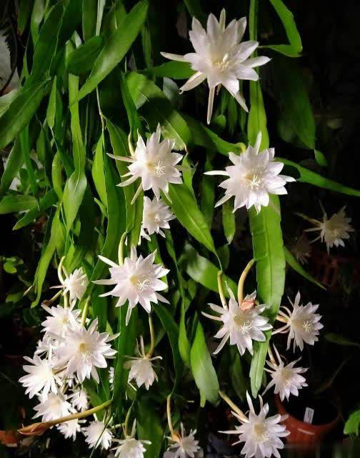 不容错过的5种漂亮花，皮实好养值得拥有，你养过几种？