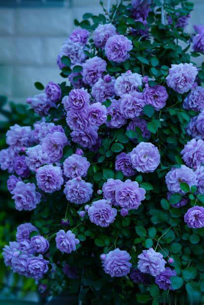 不容错过的5种漂亮花，皮实好养值得拥有，你养过几种？