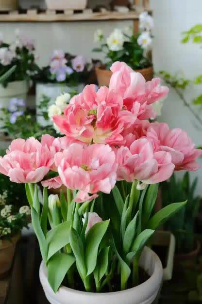 不容错过的5种漂亮花，皮实好养值得拥有，你养过几种？