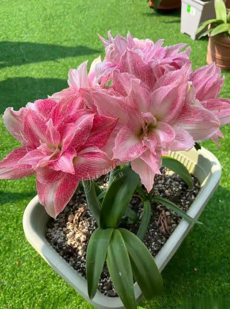 不容错过的5种漂亮花，皮实好养值得拥有，你养过几种？