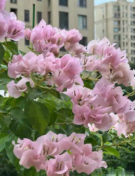 不容错过的5种漂亮花，皮实好养值得拥有，你养过几种？