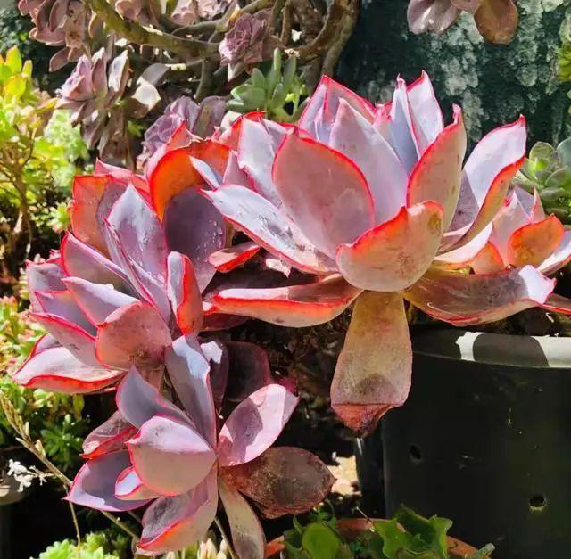 市面上经久不衰的8种多肉，颜值高不易贬值，新手也能养出好状态