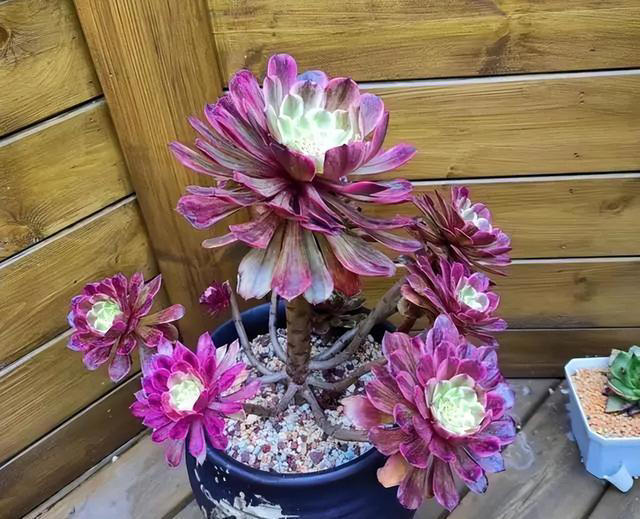 市面上经久不衰的8种多肉，颜值高不易贬值，新手也能养出好状态