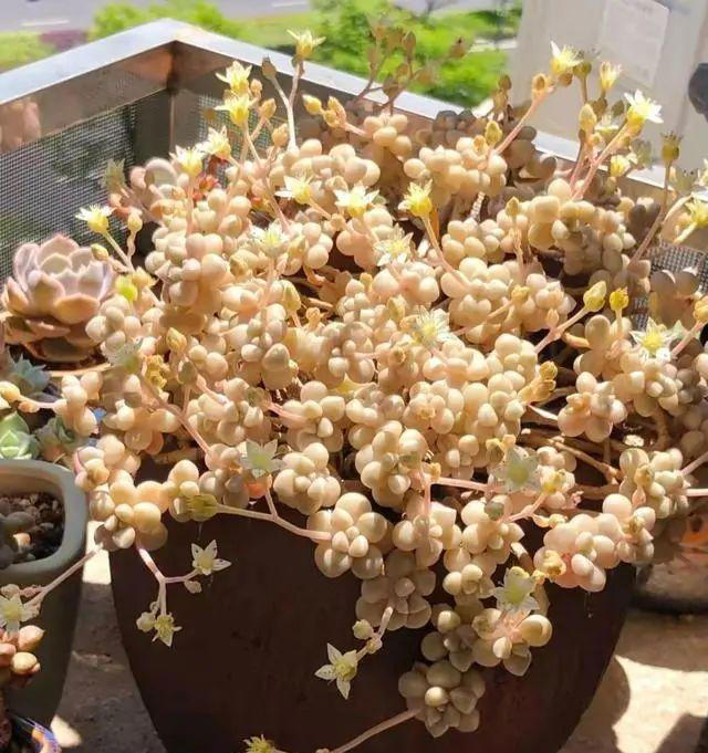 市面上经久不衰的8种多肉，颜值高不易贬值，新手也能养出好状态