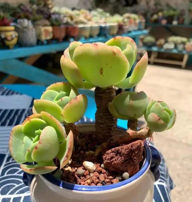 市面上经久不衰的8种多肉，颜值高不易贬值，新手也能养出好状态