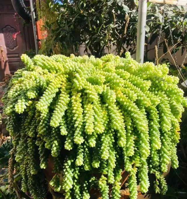 市面上经久不衰的8种多肉，颜值高不易贬值，新手也能养出好状态