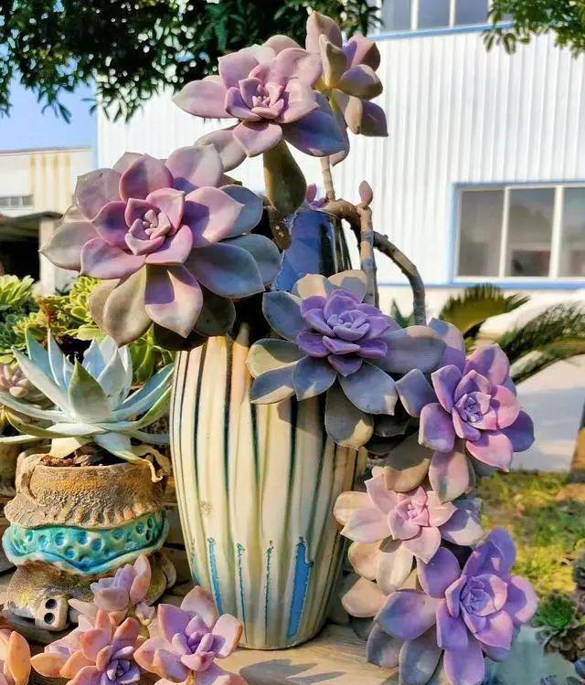 市面上经久不衰的8种多肉，颜值高不易贬值，新手也能养出好状态