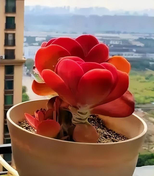 市面上经久不衰的8种多肉，颜值高不易贬值，新手也能养出好状态