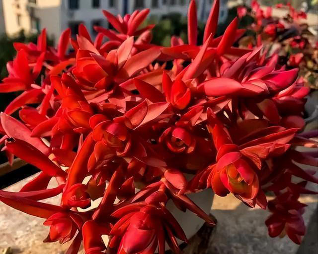 市面上经久不衰的8种多肉，颜值高不易贬值，新手也能养出好状态