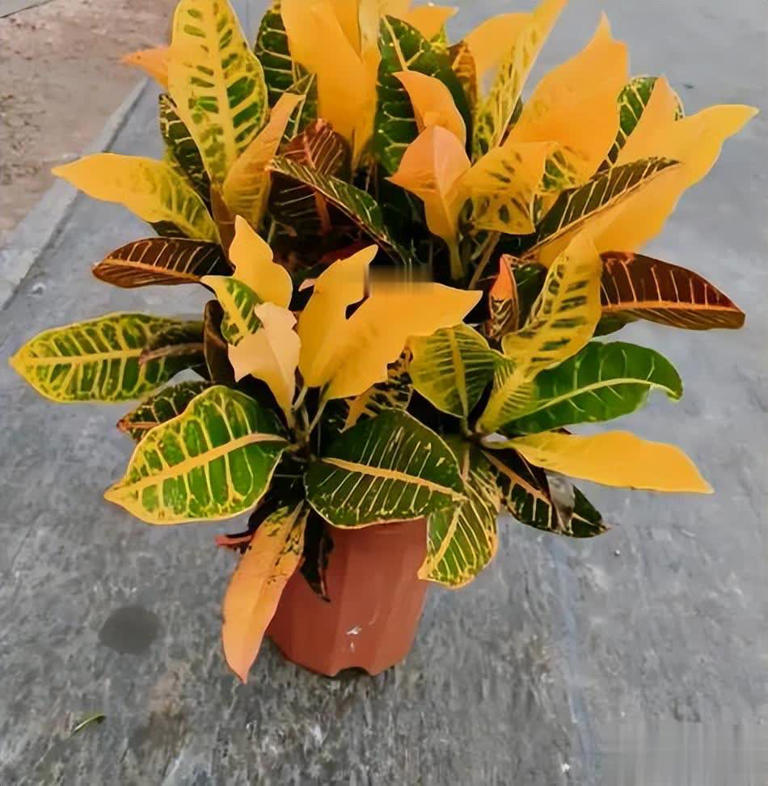 适合居家种植的5种花，好养好看上档次，适合新手和小白