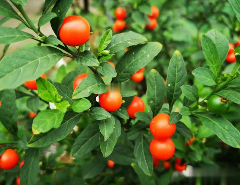 适合居家种植的5种花，好养好看上档次，适合新手和小白