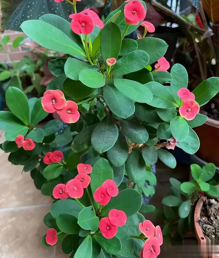 适合居家种植的5种花，好养好看上档次，适合新手和小白