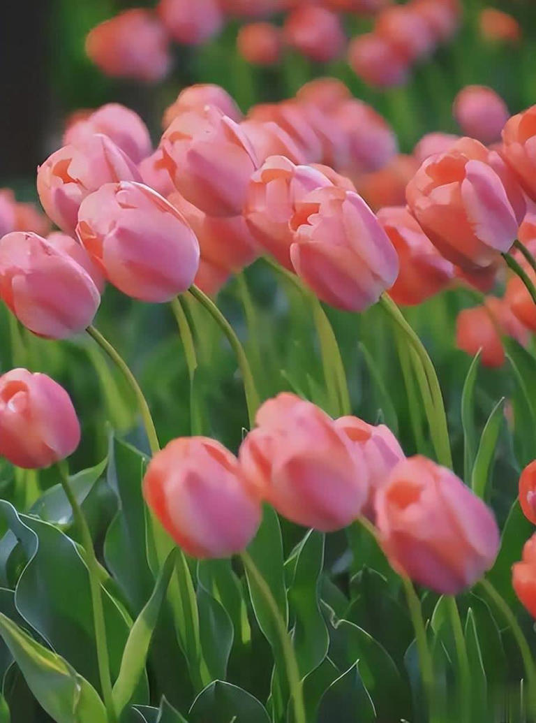 适合居家种植的5种花，好养好看上档次，适合新手和小白