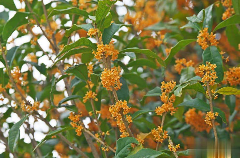 适合居家种植的5种花，好养好看上档次，适合新手和小白