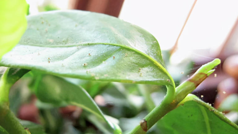 室内盆栽怕招虫，花友要做好哪些预防措施？