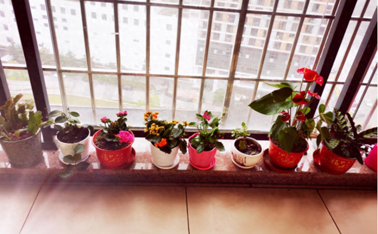 室内盆栽怕招虫，花友要做好哪些预防措施？
