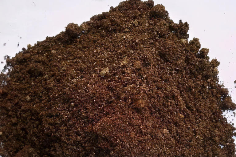 室内盆栽怕招虫，花友要做好哪些预防措施？