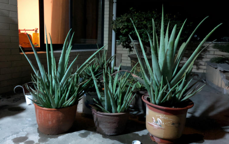 室内盆栽怕招虫，花友要做好哪些预防措施？