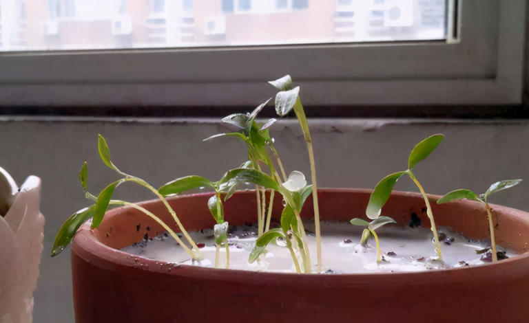 室内盆栽怕招虫，花友要做好哪些预防措施？