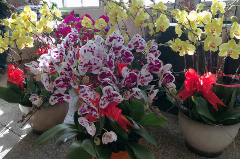 室内盆栽怕招虫，花友要做好哪些预防措施？