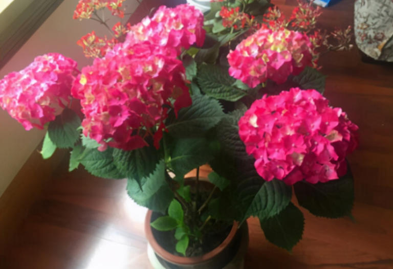 室内盆栽怕招虫，花友要做好哪些预防措施？