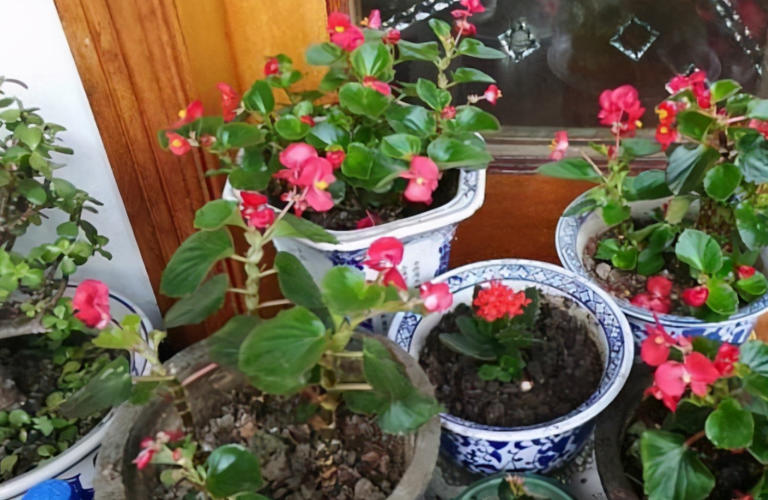 室内盆栽怕招虫，花友要做好哪些预防措施？