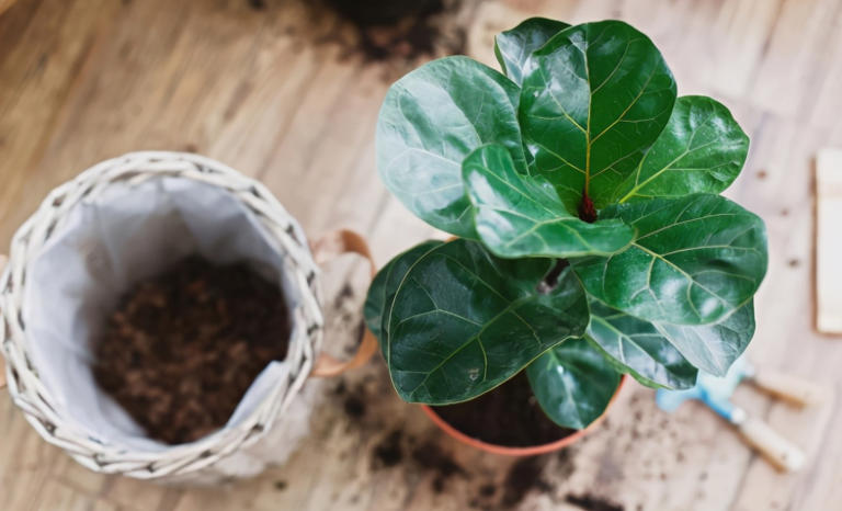 室内盆栽怕招虫，花友要做好哪些预防措施？