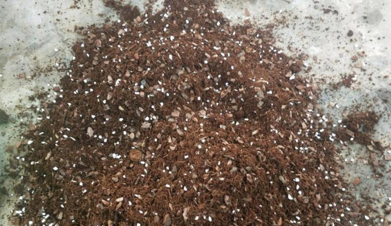 室内盆栽怕招虫，花友要做好哪些预防措施？