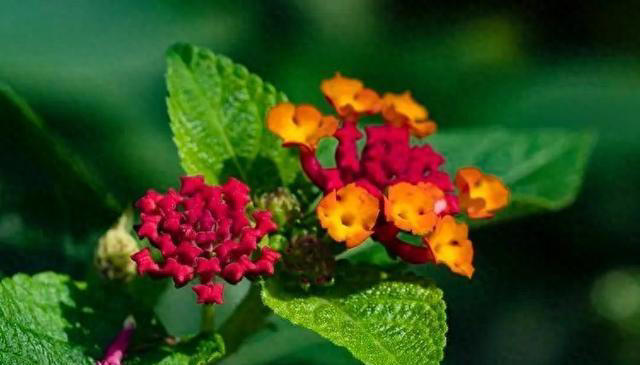 容易泛滥的6种植物，好养好看上档次，适合新手和小白