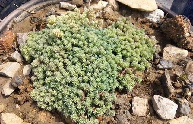 容易泛滥的6种植物，好养好看上档次，适合新手和小白