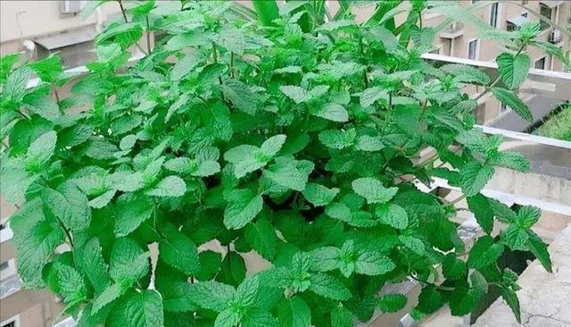 容易泛滥的6种植物，好养好看上档次，适合新手和小白