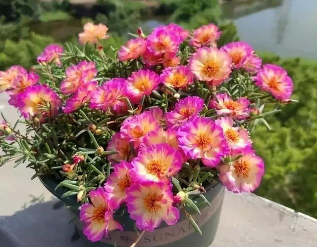 容易泛滥的6种植物，好养好看上档次，适合新手和小白