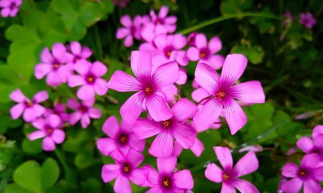 容易泛滥的6种植物，好养好看上档次，适合新手和小白