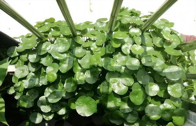 容易泛滥的6种植物，好养好看上档次，适合新手和小白