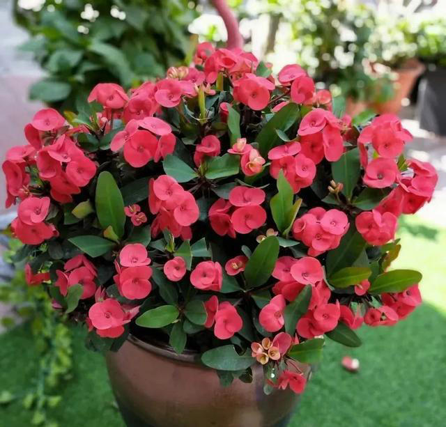 这3种花一直有花开，持久漫长，四季常绿，繁花盛开，美丽如画