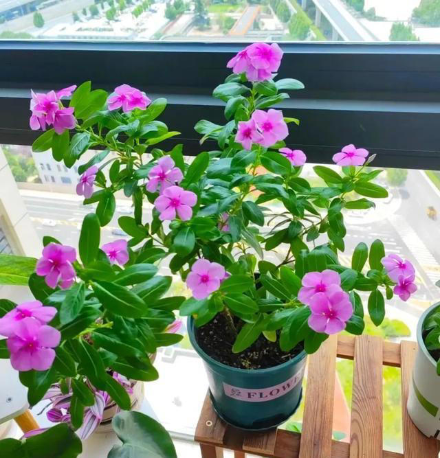 这3种花一直有花开，持久漫长，四季常绿，繁花盛开，美丽如画