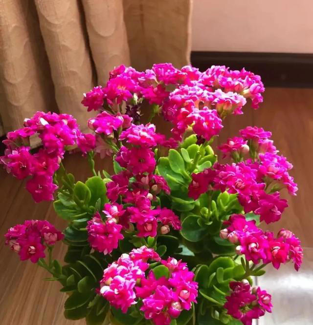 这3种花一直有花开，持久漫长，四季常绿，繁花盛开，美丽如画