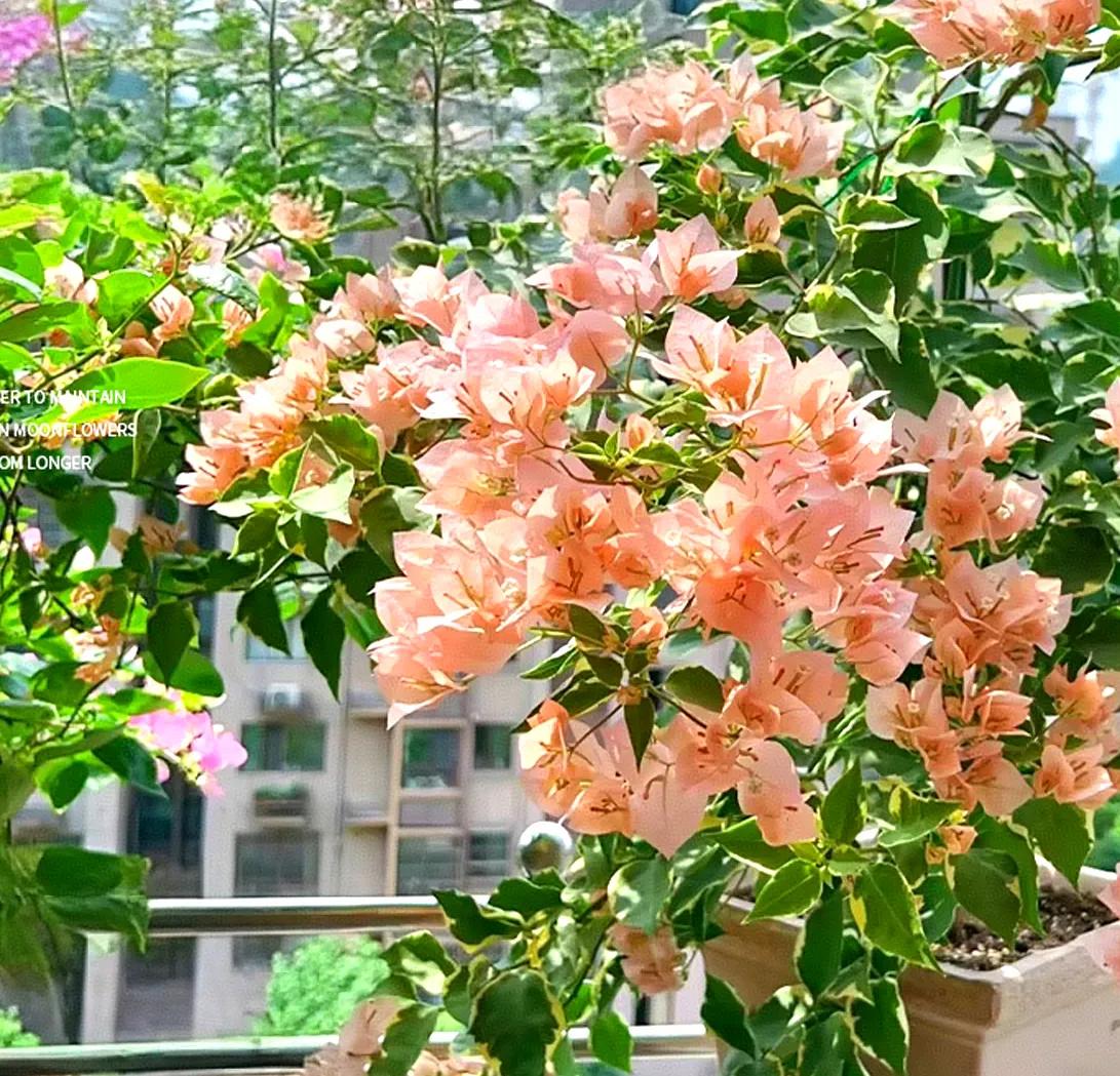 阳台党养好三角梅的最全指南，先点赞收藏再慢慢学！