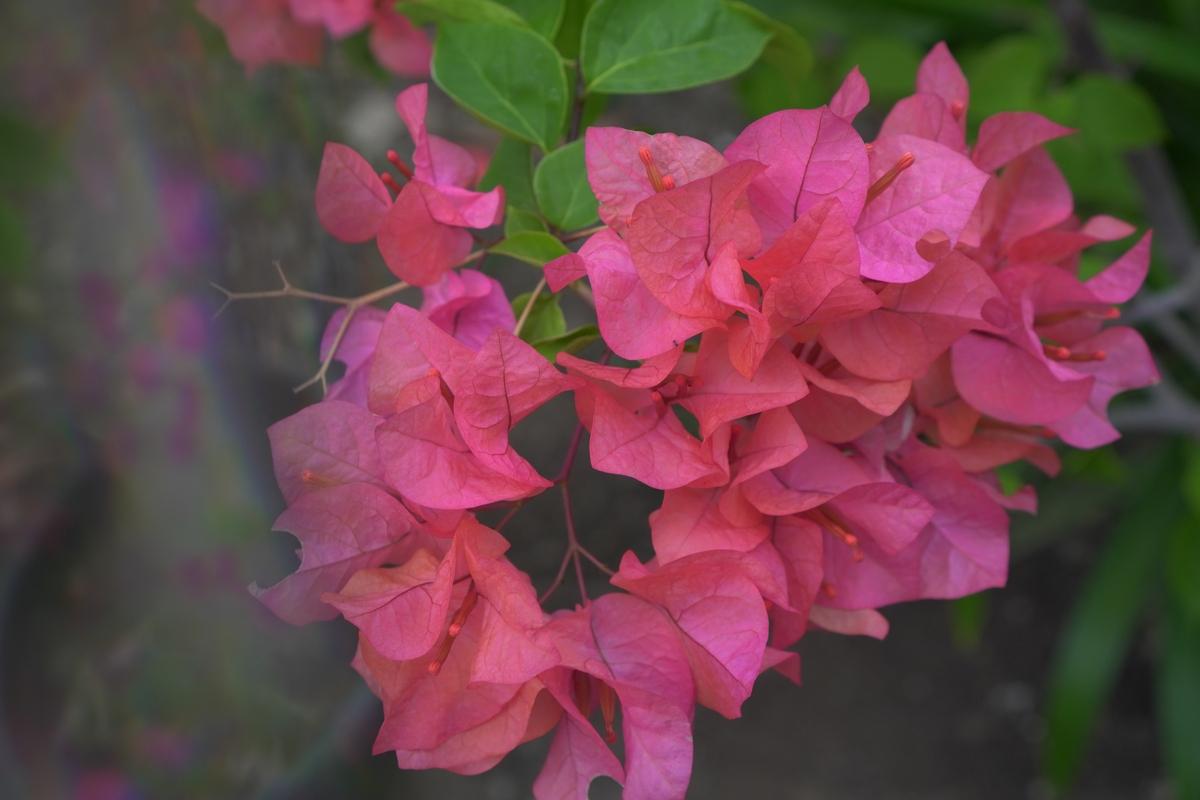 冬日绽放奇迹：如何让三角梅在寒冷季节，再开一茬绚丽之花