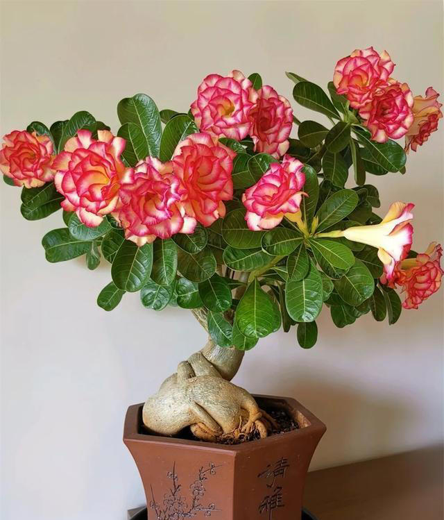 养沙漠玫瑰，有“3个”技巧，开半年花，朵朵又大又艳，比玫瑰美