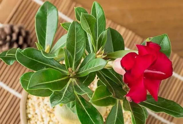 养沙漠玫瑰，有“3个”技巧，开半年花，朵朵又大又艳，比玫瑰美