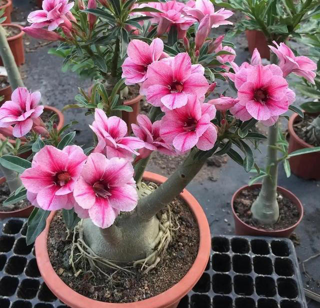 养沙漠玫瑰，有“3个”技巧，开半年花，朵朵又大又艳，比玫瑰美