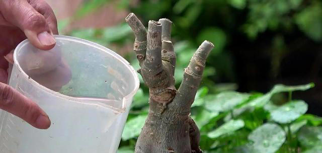 养沙漠玫瑰，有“3个”技巧，开半年花，朵朵又大又艳，比玫瑰美