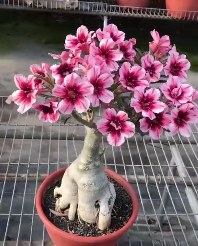 养沙漠玫瑰，有“3个”技巧，开半年花，朵朵又大又艳，比玫瑰美