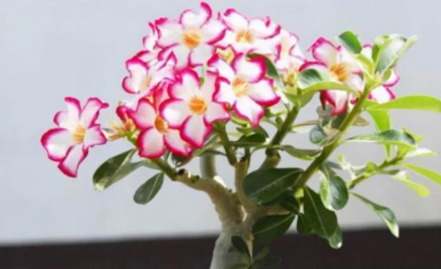 养沙漠玫瑰，有“3个”技巧，开半年花，朵朵又大又艳，比玫瑰美